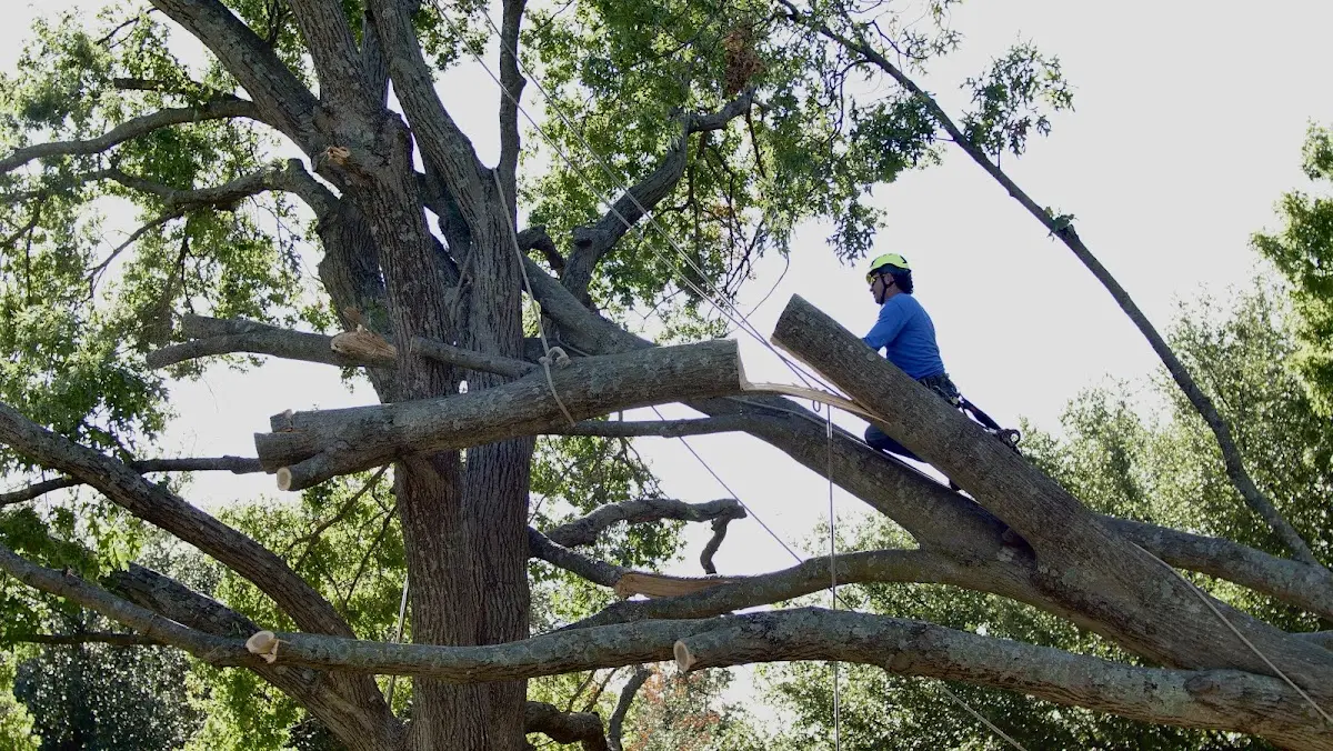 Professional Crown Thinning performed by certified arborists in Philip